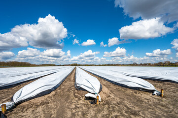 Agriculture in Netherlands, spring white asparagus fields covered with plastic film, landscape photo