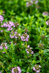 Botanical collection, purple blossom of medicinal and aromatic plant satureja or thyme
