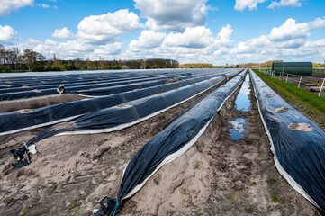 Agriculture in Netherlands, spring white asparagus fields covered with plastic film, landscape photo