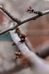 spring tree branch