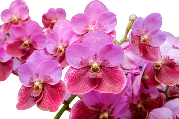 Naklejka na ściany i meble Pink orchid blooming isolated on white background.