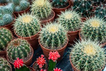 Botanical collection, different succulent prickly cactussen plants in garden shop