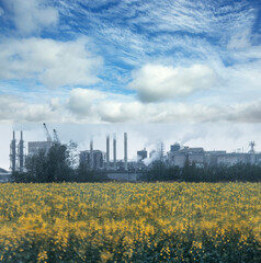 Industry in landscape. Smoking chimney in field of rapeseed. Delfzijl Eemsmond Netherlands. Urbanisation.