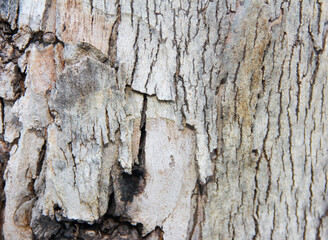 the texture of the bark of an old tree with cracks