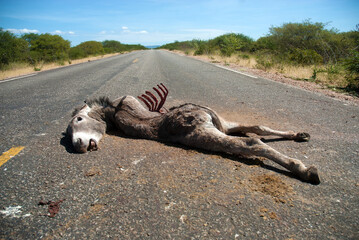Juazeiro, September 25, 2006.
Danger on the road.Animal dead, Donkey was hit by truck on the road near the city of Juazeiro, Bahia, Brazil.