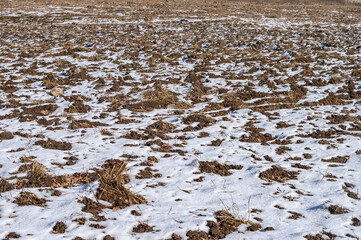 Agricultural fields plowed in early spring. Slightly snow-covered farmland. Farm fields sown.