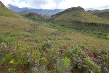 Yellow crassula (Crassula vaginata) and ferns above Bushman's River, Giant's Castle, Kwazulu Natal