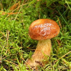 Imleria badia, bay bolete.