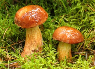 Imleria badia, bay bolete.