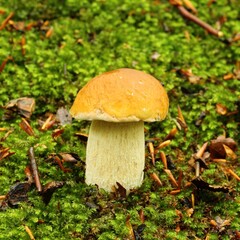 Porcini mushroom.