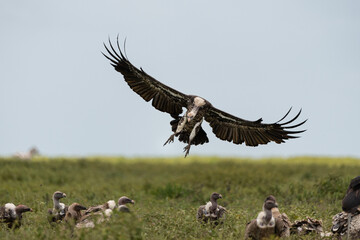 Vulture flying over field, Tanzania 