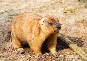 Woodchuck.
 This is a rodent, an inhabitant of the steppes of Eurasia. Woodchuck is one of the largest squirrels. The color of the animal is sandy-yellow. Its coat is short and soft.