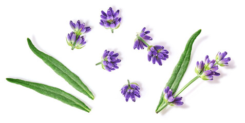 Lavender flowers twigs isolated on white background. Top view, flat lay
