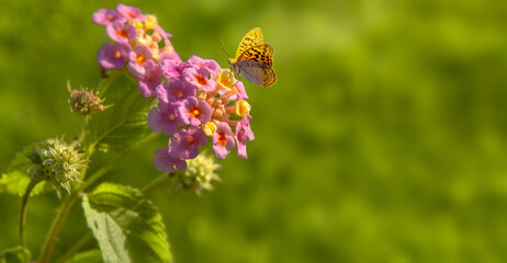 beautiful garden flowers with butterfly