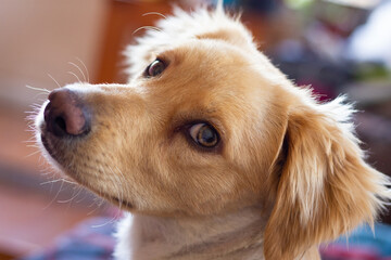 Cute portrait of golden retriever puppy dog looking backwards. Alert look of domestic pet