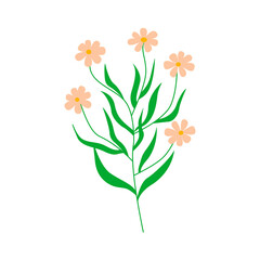 Chamomile flowers. Twig with several flowers daisy. Colorful hand drawn vector illustration