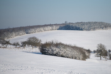 hill and trees under the snow