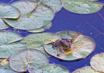 Frog Resting of Lily Pad