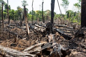 Amazon rainforest illegal deforestation landscape view of trees cut and burned to make land for agriculture and cattle pasture in Para, Brazil. Concept of ecology, environment, global warming.