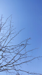 Obraz premium cold tree