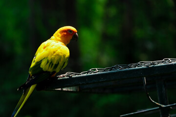 A beautiful yellow parrot is chilling out while standing on an iron cage.