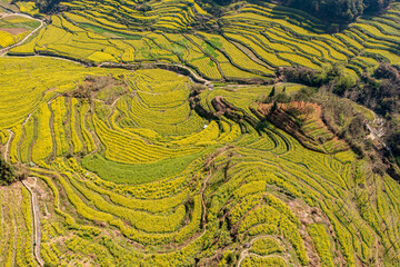 terrace fields of rapeseed flowers