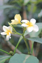 Fototapeta na wymiar frangipani plumeria flower 