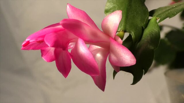 The Decembrist flower blooms and opens very quickly. Time-lapse video