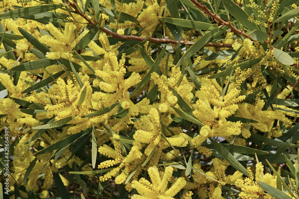 Wall mural golden wattle in blooming