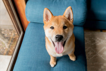 Close up happy smiling puppy Shiba inu dog looking up at the camera indoor at home.