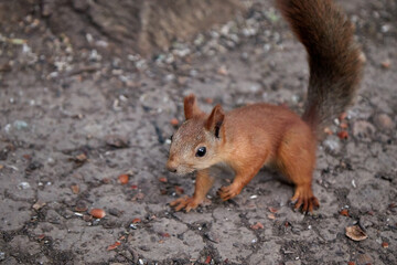 squirrel searches for nuts and eats in the forest on the ground, fluffy tail, autumn, fallen leaves