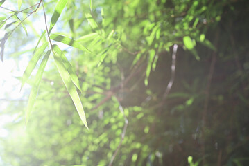 Fototapeta na wymiar Bamboo leaves in fresh clear morning air. A serene in green nature atmosphere of beautiful bamboo forest. Blurred image in cool tone for background and wallpaper in simple and calm of a zen mood.