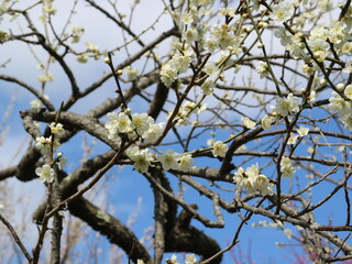 梅の花（偕楽園）