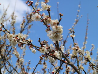 梅の花（偕楽園）