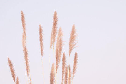 Soft gently wind grass flowers in aesthetic nature of early morning misty sky background. Quiet and calm image in minimal zen mood. Spring nature in pastel tone.