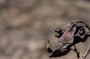 Brown dry berries and leaves of an ornamental shrub