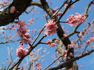 梅の花（偕楽園）
