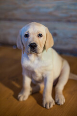 Obraz na płótnie Canvas cute labrador puppy sitting on brown background