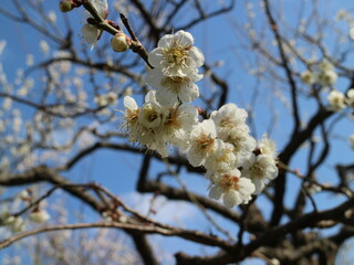 梅の花（偕楽園）