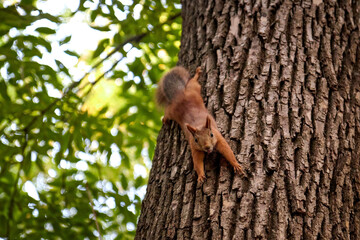 squirrel in the forest on a tree trunk, fluffy tail, autumn, fallen leaves