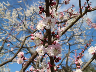 梅の花（偕楽園）