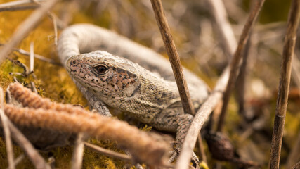lizard in the grass