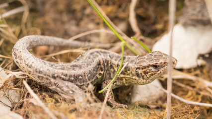 lizard on the ground