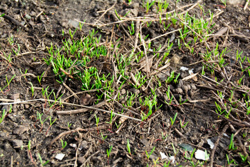 Fresh young sprouts of grass in spring. Grass seeds that begin to grow on new topsoil