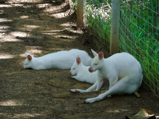 Three white kangaroos relaxing in the shade of a tree.