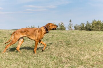 Beautiful female dog rhodesian ridgeback hound puppy outdoors on a meadow.  Rhodesian Ridgeback dog running across a spring pasture.