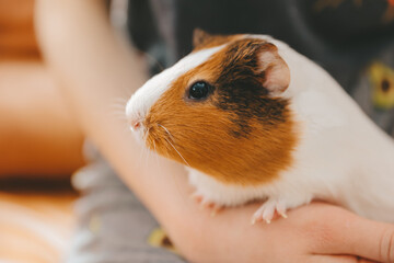 The guinea pig on his hands