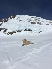 Fototapeta na wymiar dog in the snow