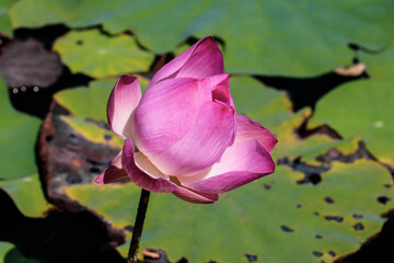 Close up pink lotus flower in pond is beautiful
