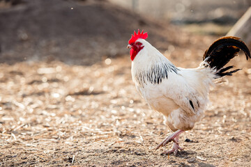 White rooster, organic chicken farm. Traditional poultry.